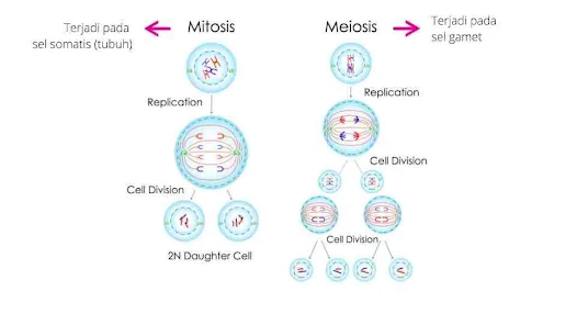 Tujuan : memperbanyak jumlah sel terjadi pada proses tumbuh, pada sel somatis	1. Tujuan : mengurangi jumlah kromosom terjadi pada proses pembentukan gamet 2. Hasil : dari 1 sel akan terbentuk 2 sel  yang masing-masing jumlah kromosomnya sama dengan jumlah kromosom asal (dari 2n  menghaslkan 2n + 2n )  2. Hasil : dari 1 sel akan terbentuk 4 sel baru yang masing-masing berjumlah kromosomnya setengahnya dari jumlah kromosom asal, sifat kromosom tidak sama dengan sifat asal dari 2n menjadi (n,n,n,n) 3. yang bermitosis : dapat sel haploid, Diploid maupun poliploid 3. Yang bermiosis hanya sel diplodi (2n) 4. Mitosis terjadi pada semua mahluk hidup kecuali pada protista	4. Meiosis terjadi pada sel yang berbiak generatif saja. agar sel dari turunannya berjumlah kromosom sama dengan jumah kromosol sel  induk. walau pun sel anak berasal dari peleburan  dua sel induk