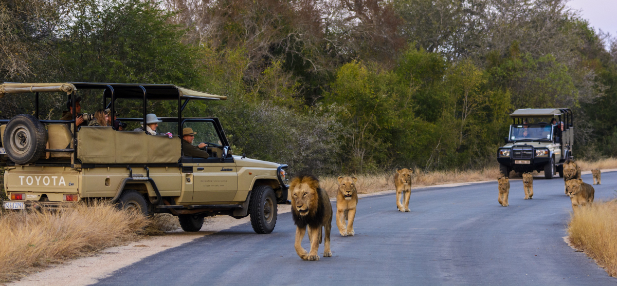 Safari Kruger National Park