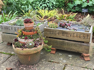 Flower pots of gradually decreasing size planete with alpines