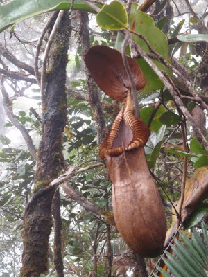 MERAWAN SIPUT JANTAN: PENJELAJAHAN GUNUNG TRUS MADI (BHG 3 ...
