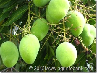 mango-fruit-on-mango-tree