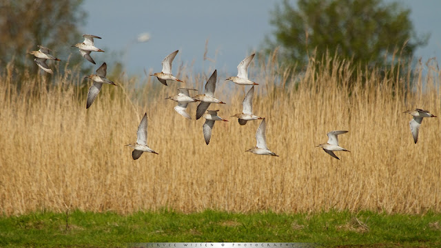 Kemphaan - Ruff - Philomachus pugnax