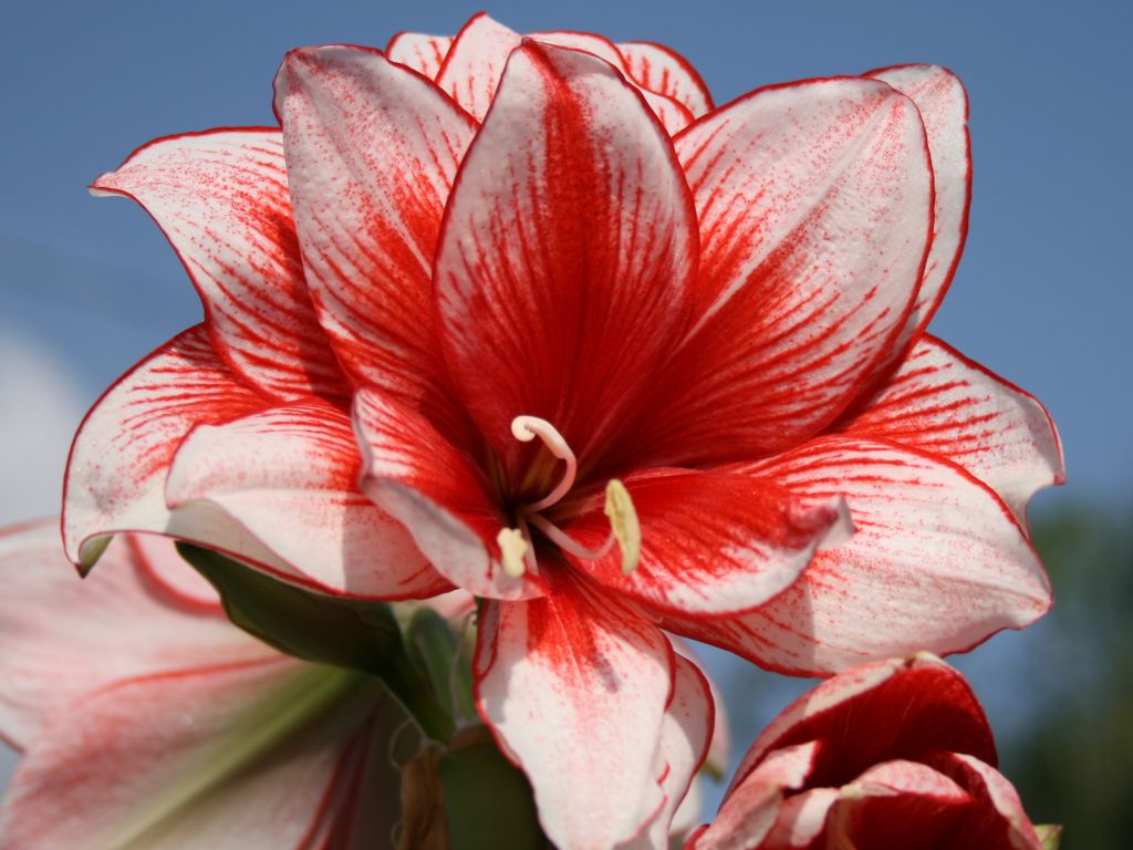 Romantic Flowers: Amaryllis Flowers
