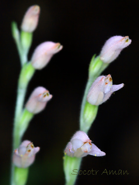 Goodyera schlechtendaliana