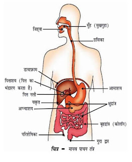 paachan naamaankit chitr, Digestive Named Picture, पाचन नामांकित चित्र