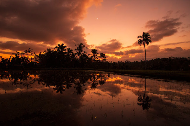 Tramonto sulle risaie-Bali