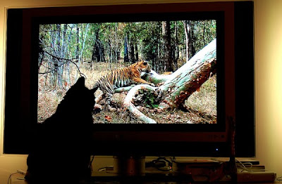 Cat Watching Cat On TV Seen On www.coolpicturegallery.us