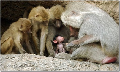 monos (4)