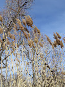 Phragmites australis australis