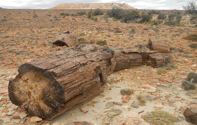 Bosque petrificado