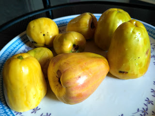 Cashew Apple