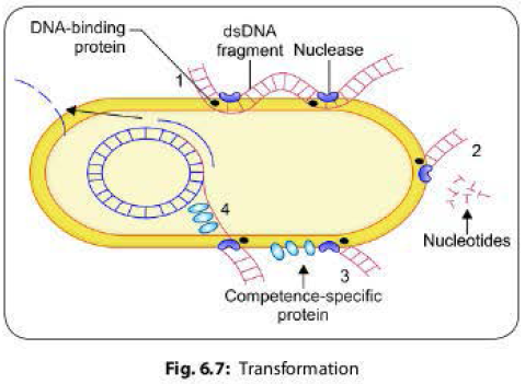 Transformation in Bacteria