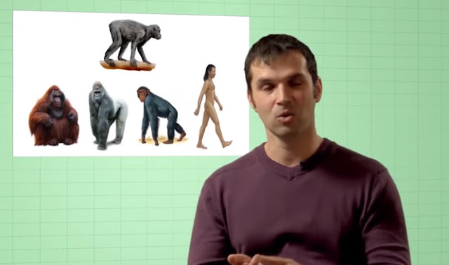 Why aren't apes evolving into humans any more, Myths of Human Evolution..