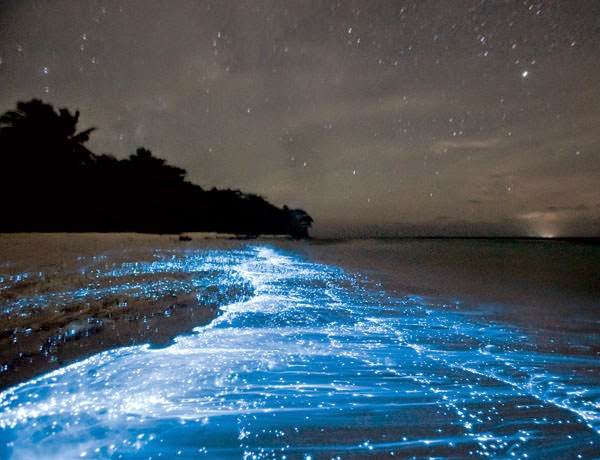 Glowing Footsteps on the Beach on Vaadhoo Island, Maldives