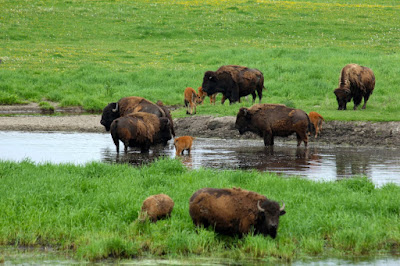 until recently, a commercial herd lived not too far away