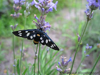 motyl czarny