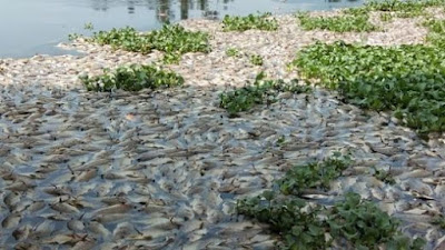 Puluhan Ton Ikan Mati Di Maninjau, Pemilik Alami Rugi Milyaran Rupiah