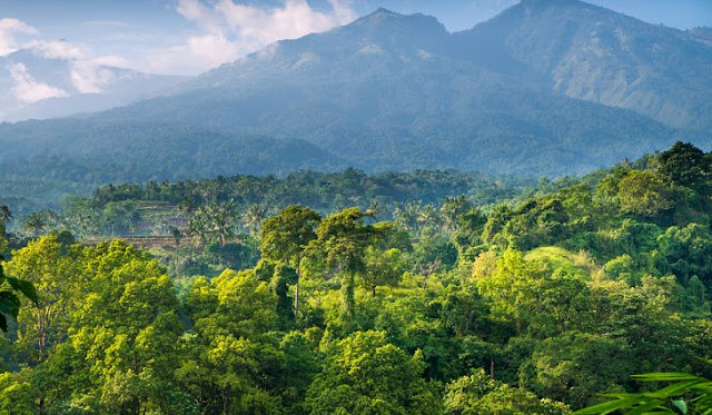 cara menjaga hutan indonesia