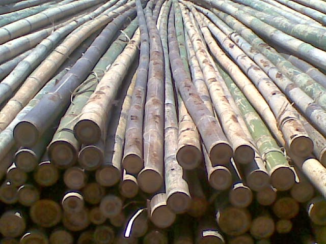 Jual Bambu