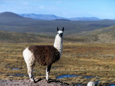 Llama solitaria