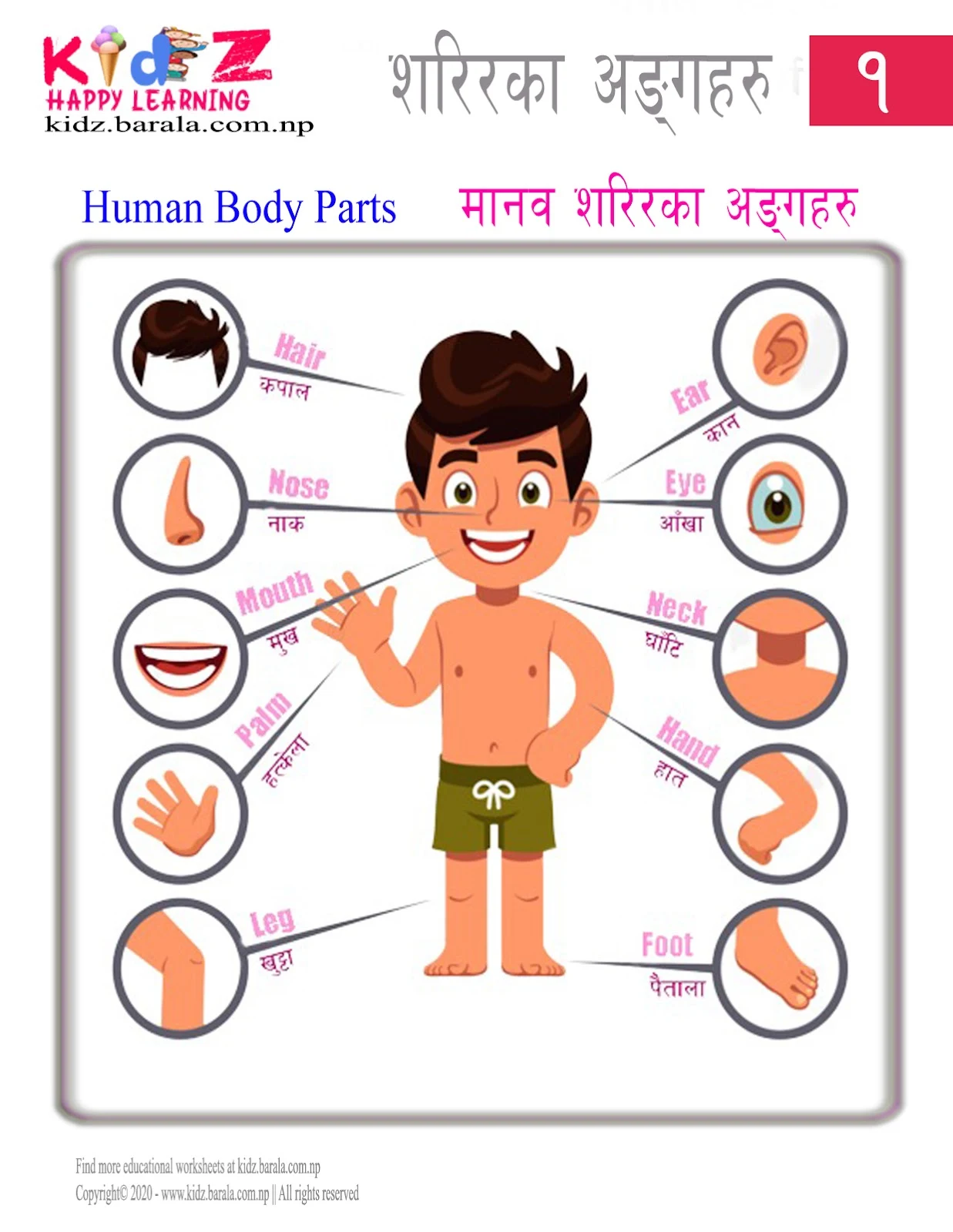 Human Body Parts in English and Nepali मानव शरिरका अङ्गहरु