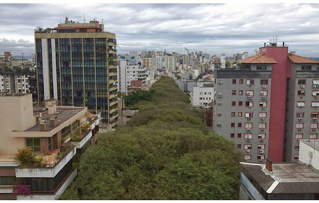 Blanketed in Trees Stunning Street in Porto Alegre,Brazil