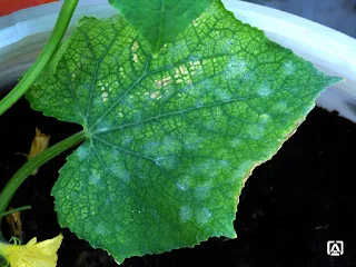 Powdery mildew