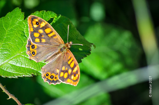 Mariposa, Lepidóptero