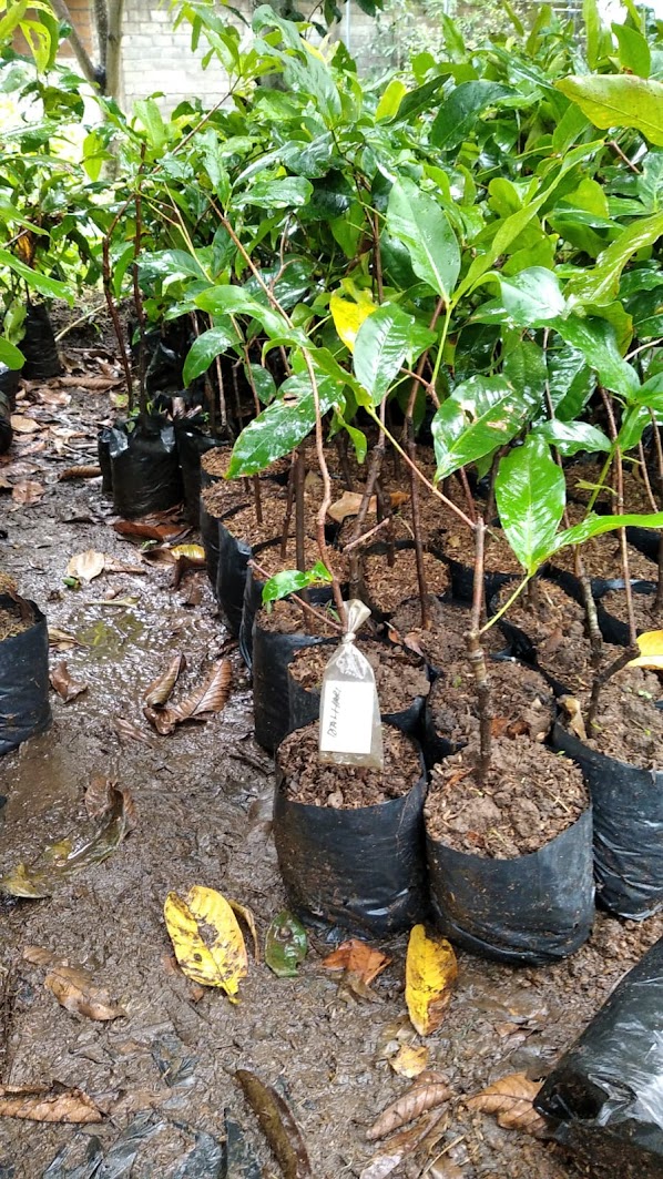 jual bibit jambu dalhari yang cepat berbuah tangerang Lubuklinggau