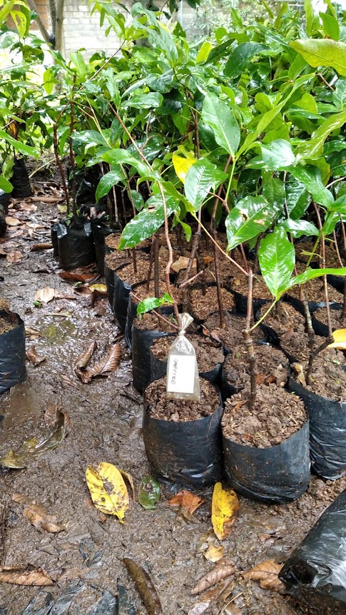 penjual bibit jambu dalhari yang cepat berbuah malang Tebing Tinggi