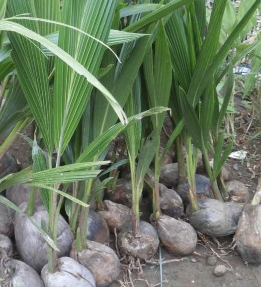 jual bibit kelapa puyuh virrall terlaris genjah cepat berbuah termurah buah manis Jawa Timur