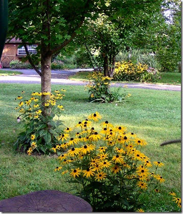 Back Yard 2