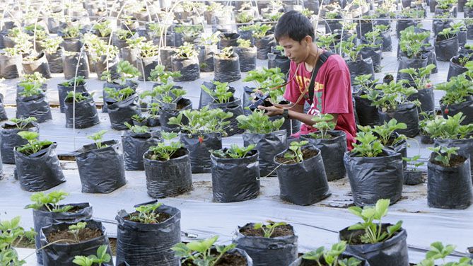 Aktivitas memetik Stroberi di lahan milik Agrowisata Amanah Karanganyar