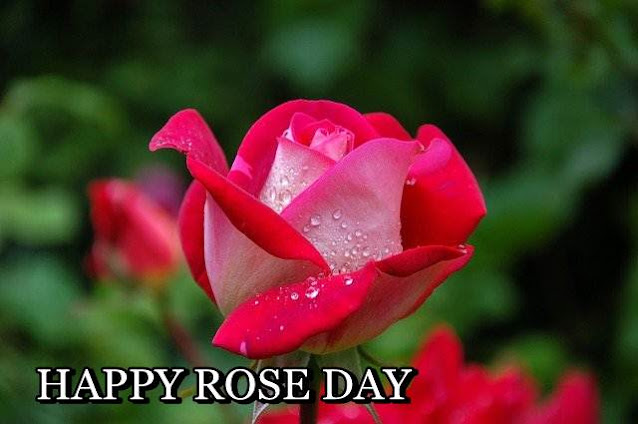 HAPPY ROSE DAY, ROSE DAY, ROSE DAY IMAGES DOWNLOAD