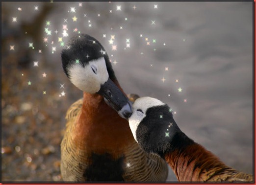 Whistling Ducks