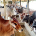 How to Find Authentic Cow