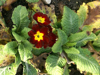 Primula eliator Crescendo - Primevère série Crescendo 