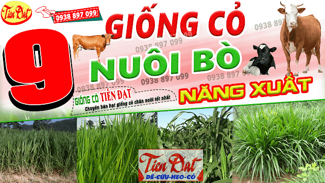 9 Loại giống cỏ nuôi bò năng suất cao nhất tại Việt Nam