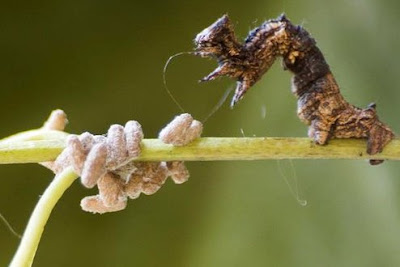 Zombie caterpillars