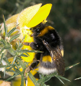 Bombus lucorum queen.  Bumblebee.  Hayes Common, 23 March 2012.