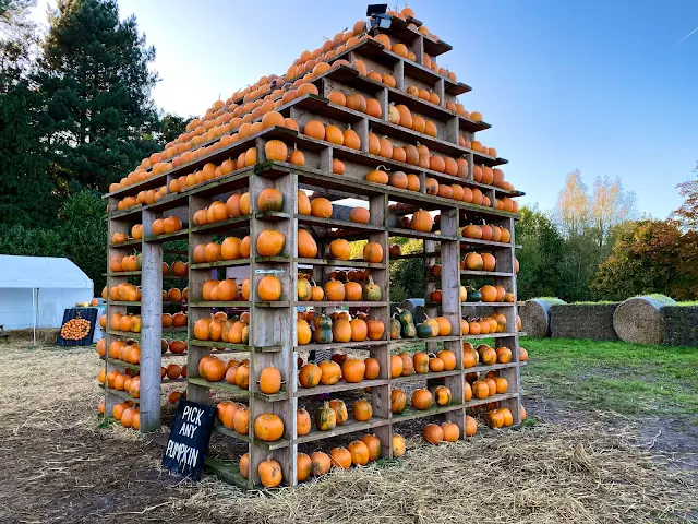 A house shaped structure with shelves for walls and pumpkins on all the shelves at Thursford pumpkin House Fakenham Norfolk