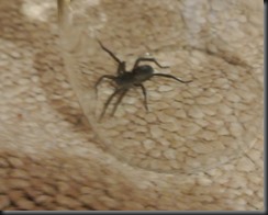 BIG spider under glass. 