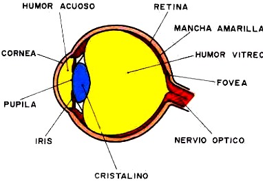 Ilustración del ojo indicando sus partes a colores