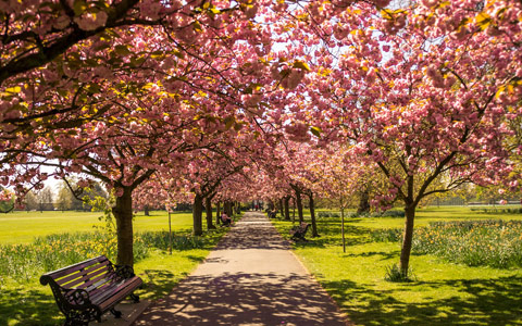 Understory trees planted in landscape