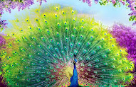 40+ Gambar Burung Merak Cantik