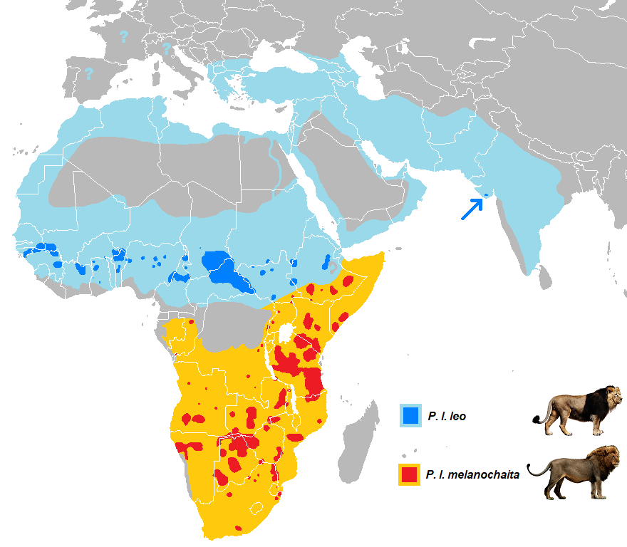 Subspecies of lions