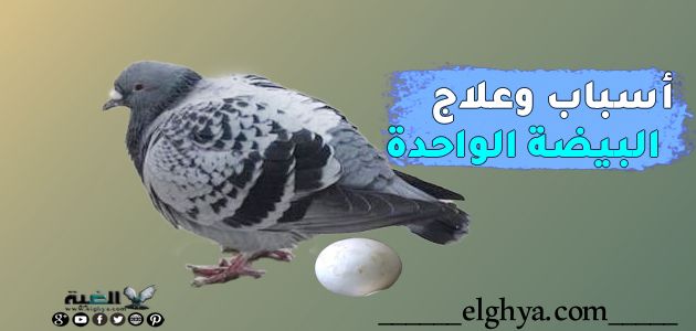 أسباب وعلاج البيضة الواحدة عند الحمام