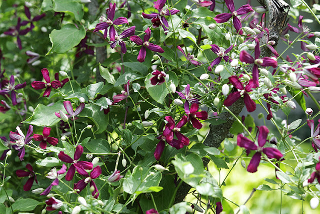 Sweet Summer Love clematis closeup