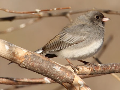 Dark-eyed Junco