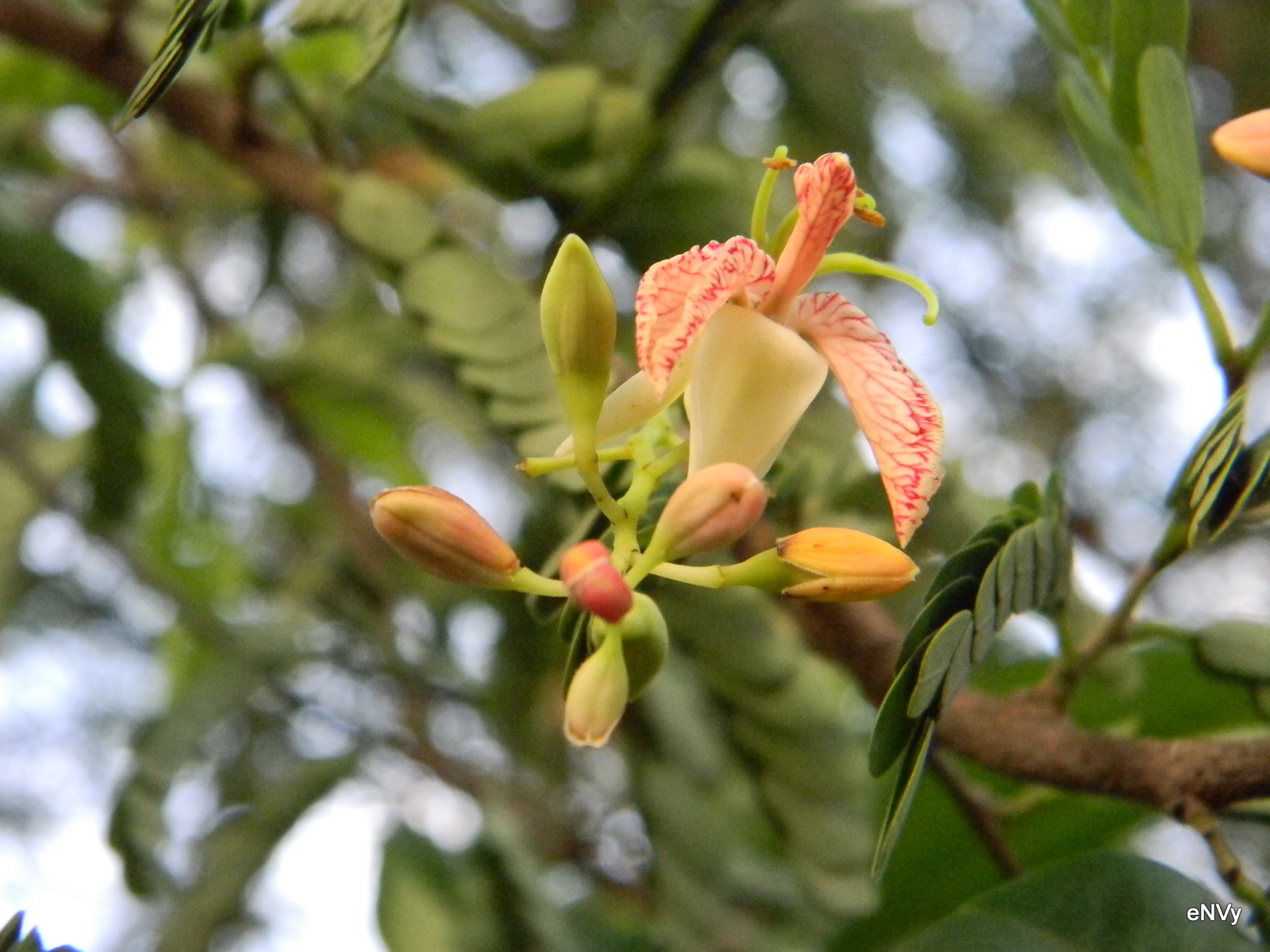 Indian Trees Tamarindus Indica Imli Flower